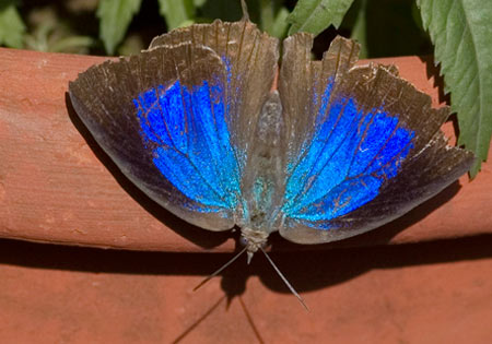 Large Oak Blue