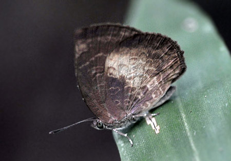 Yellow-disc Tailless Oakblue