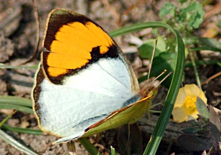 White Orangetip