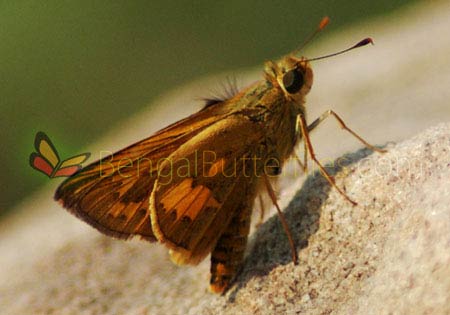Dark Palm Dart