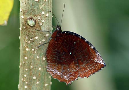 Common Palmfly