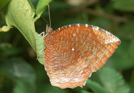 Common Palmfly