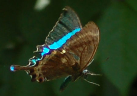 Common Banded Peacock