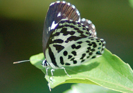 Common Pierrot