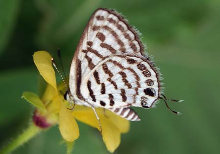 Rounded/Striped Pierrot