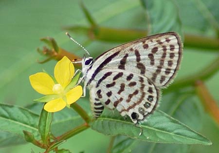 Rounded/Striped Pierrot