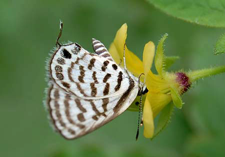 Rounded/Striped Pierrot
