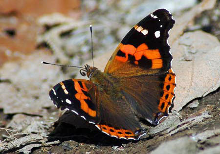 Indian Red Admiral