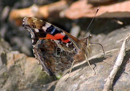 Indian Red Admiral