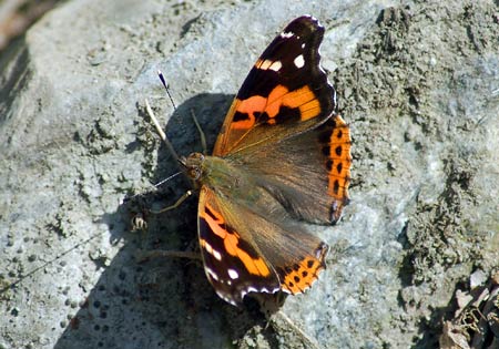 Indian Red Admiral