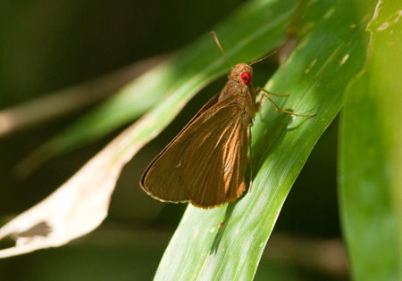 Common Red-eye
