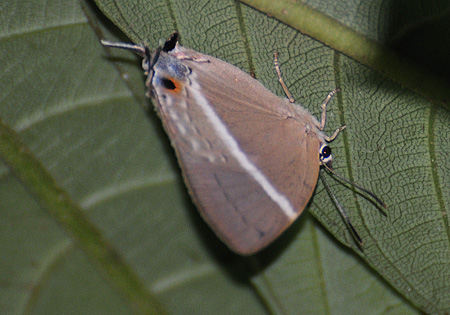 White-Banded Royal