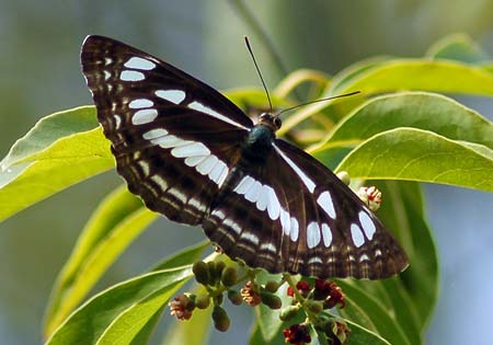 Chestnut Streaked Sailer