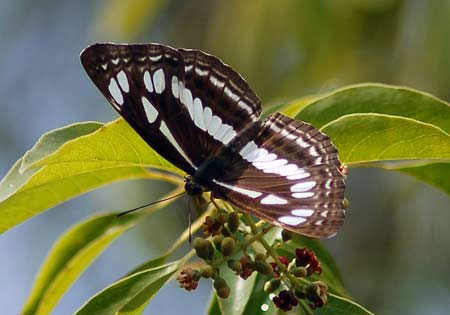 Chestnut Streaked Sailer