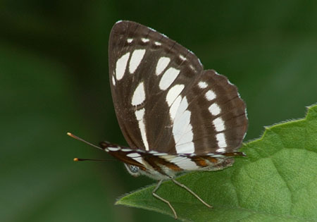 Common Sailer