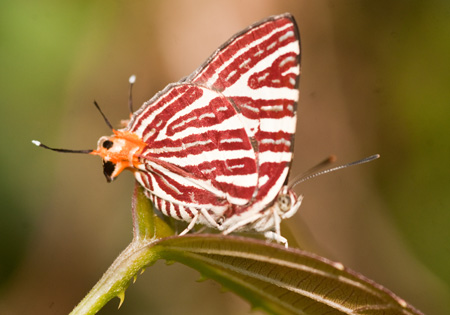 Longbanded Silverline
