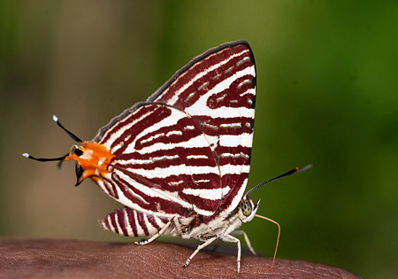 Longbanded Silverline
