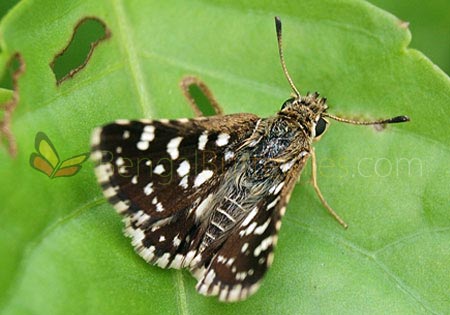 Indian Skipper