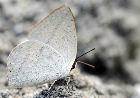 Angled/Toothed Sunbeam