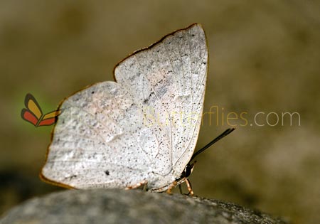 Angled/Toothed Sunbeam