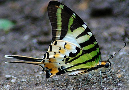 Fivebar Swordtail
