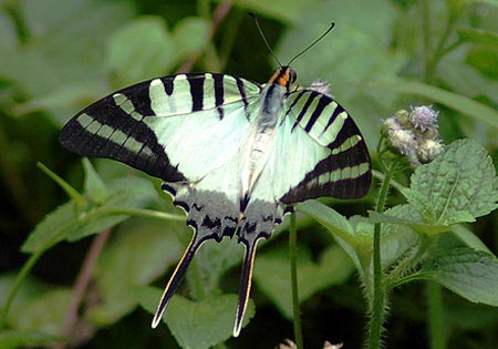 Fivebar Swordtail