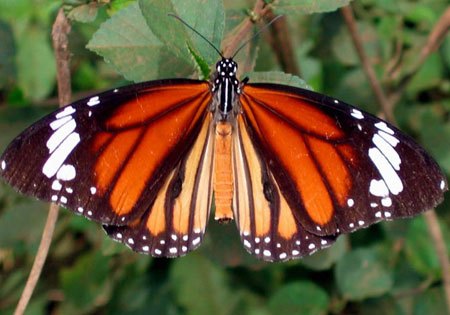 Striped Tiger or Common Tiger