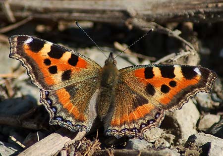Indian Tortoiseshell