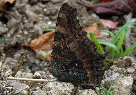 Indian Tortoiseshell