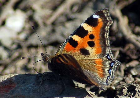 Indian Tortoiseshell