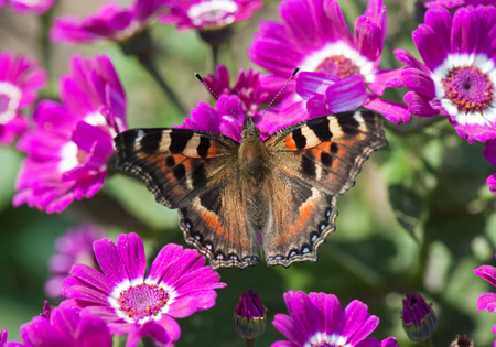 Indian Tortoiseshell