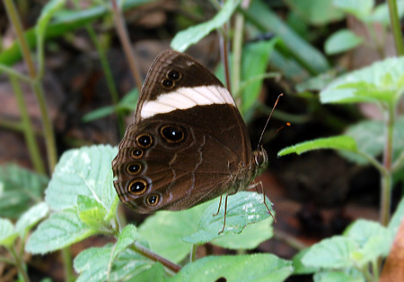 Straight-Banded Treebrown