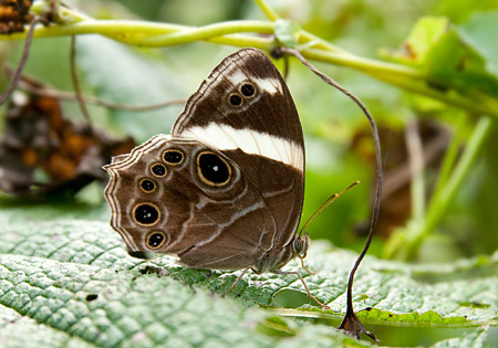 Straight-Banded Treebrown