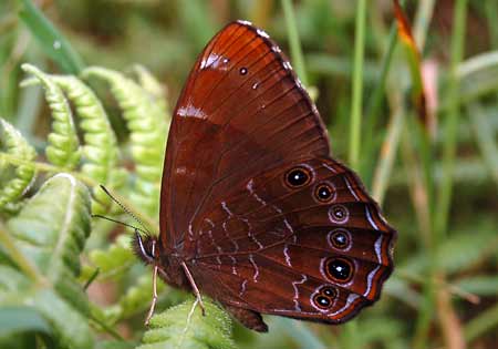 Common Woodbrown