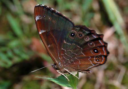 Common Woodbrown
